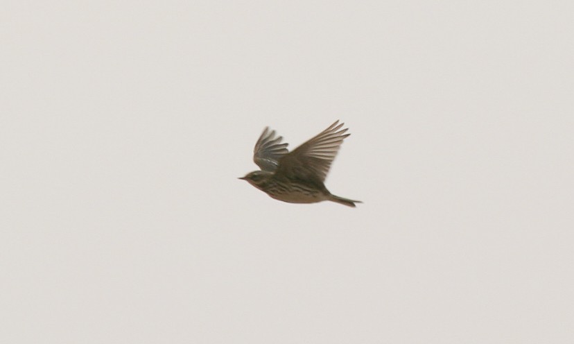 Red-throated Pipit - Brian Sullivan