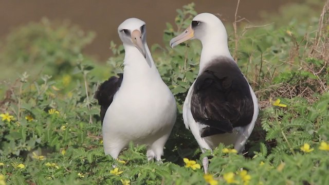 albatros laysanský - ML231729541
