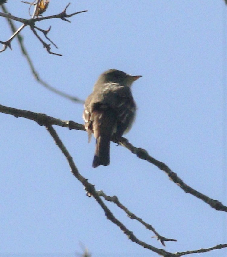 Eastern Wood-Pewee - Becky Lutz