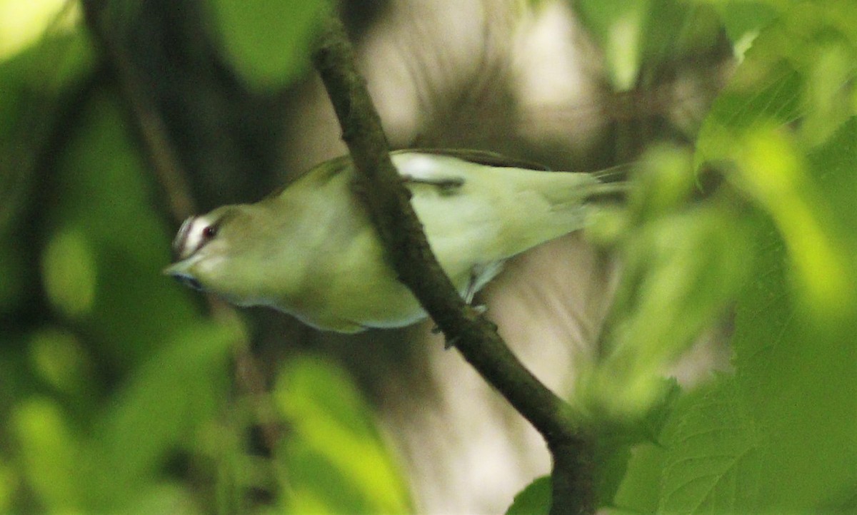 Red-eyed Vireo - Becky Lutz