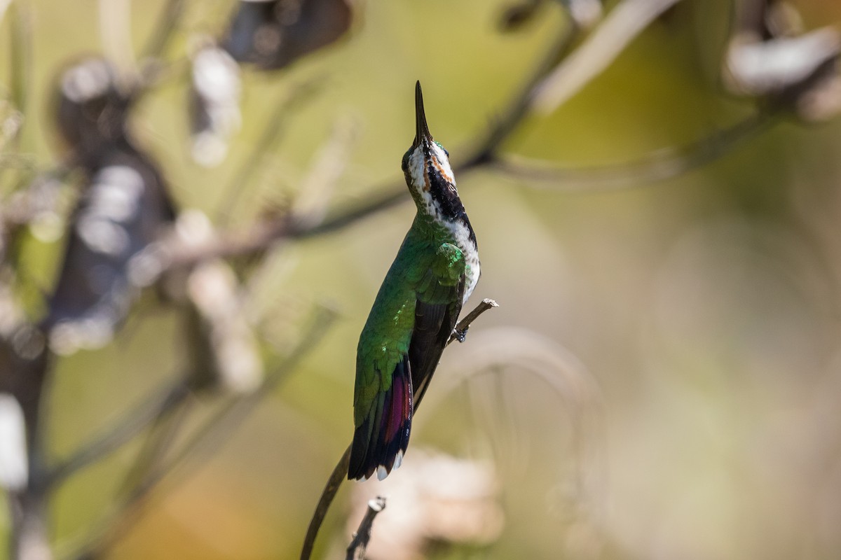 Green-breasted Mango - ML231730791