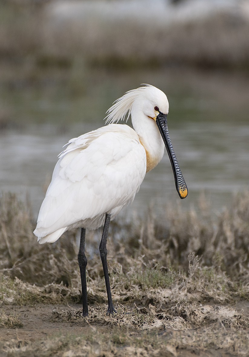 Eurasian Spoonbill - Babis Tsilianidis