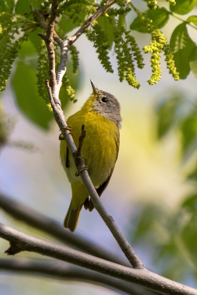 Nashville Warbler - ML231737261