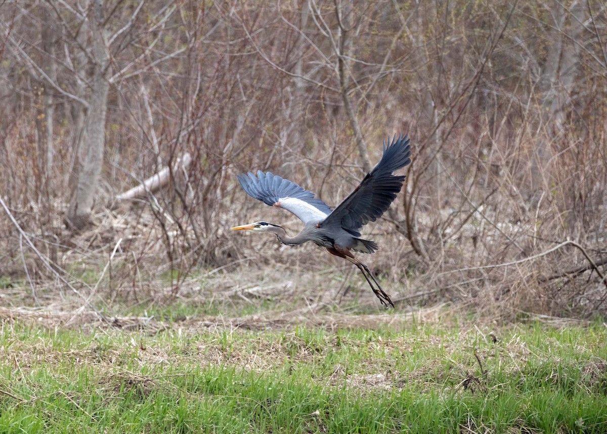 Great Blue Heron - ML231738051