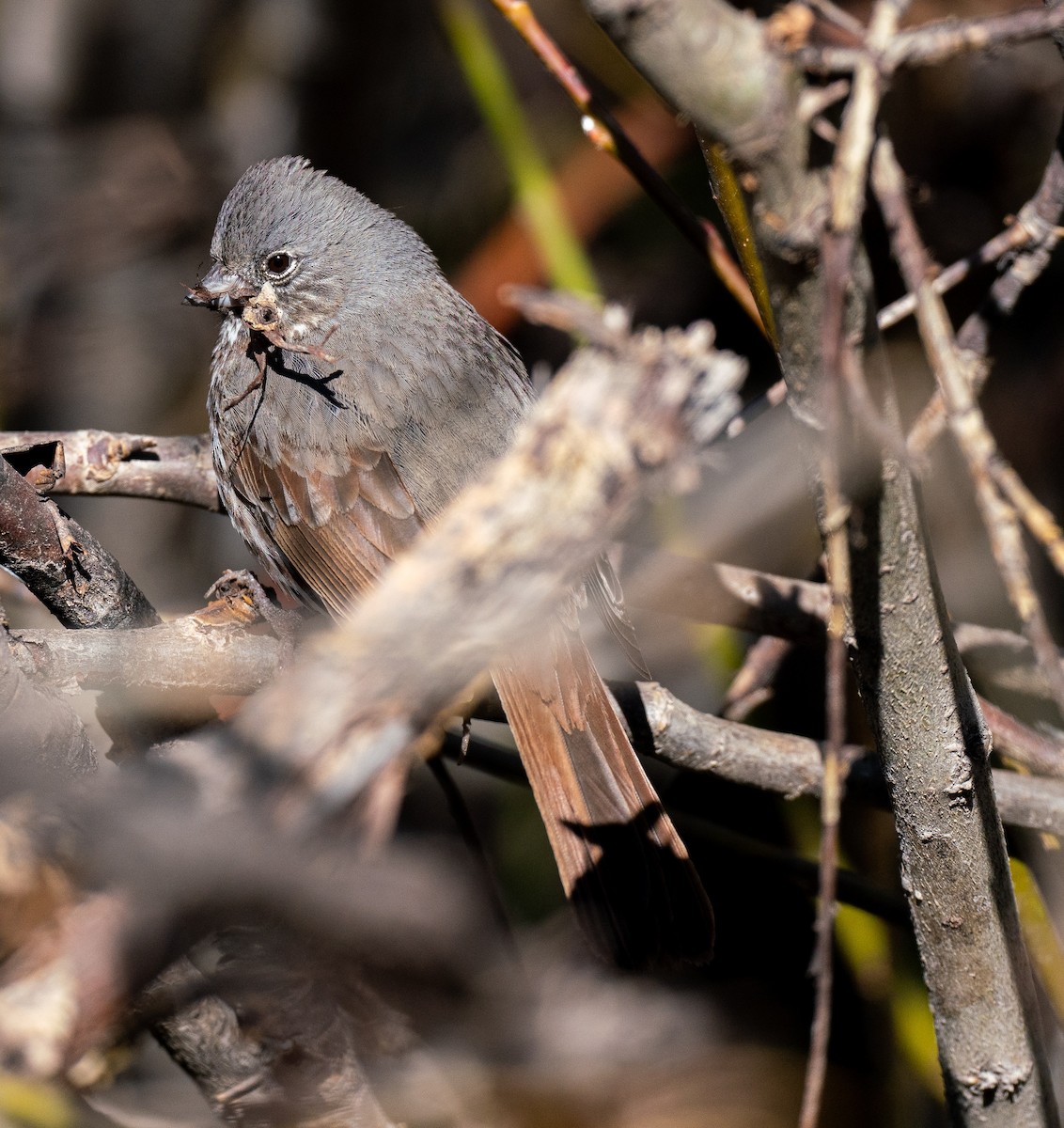 Fox Sparrow - ML231739001