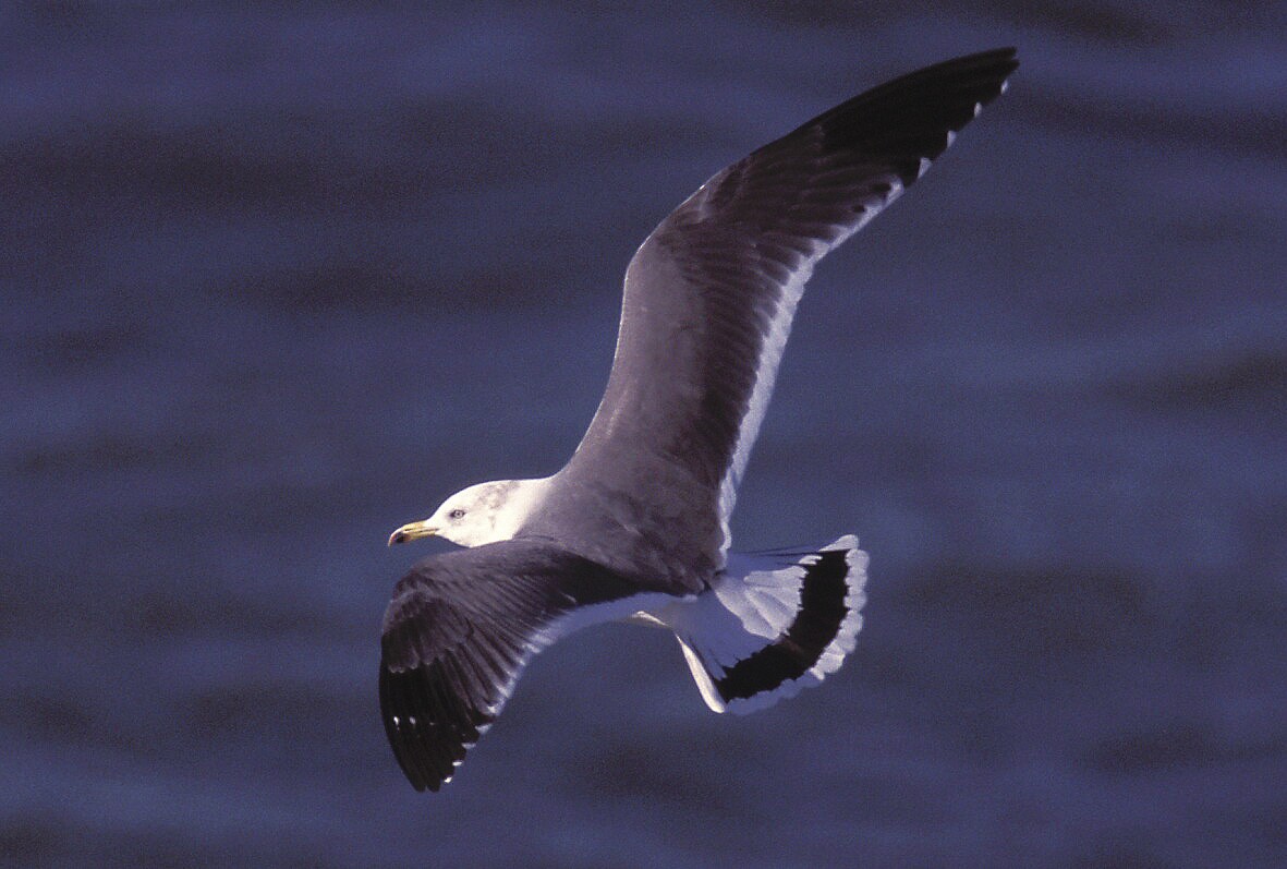 Black-tailed Gull - ML23173971