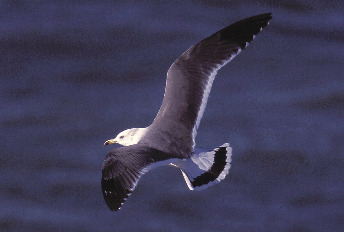 Gaviota Japonesa - ML23173971