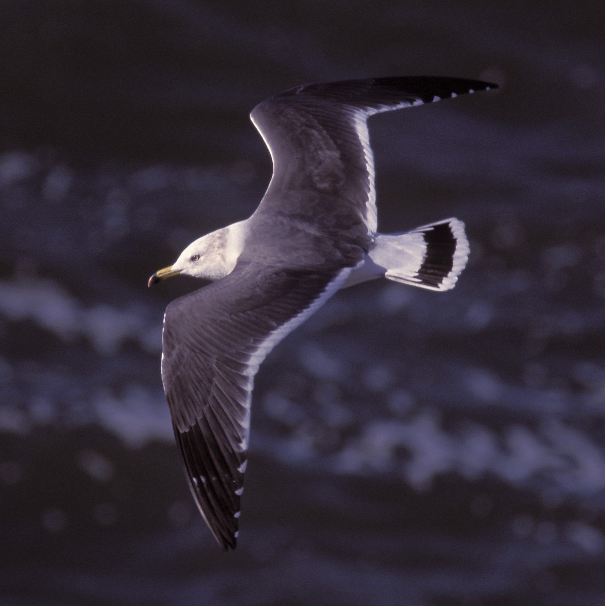 Black-tailed Gull - ML23173981