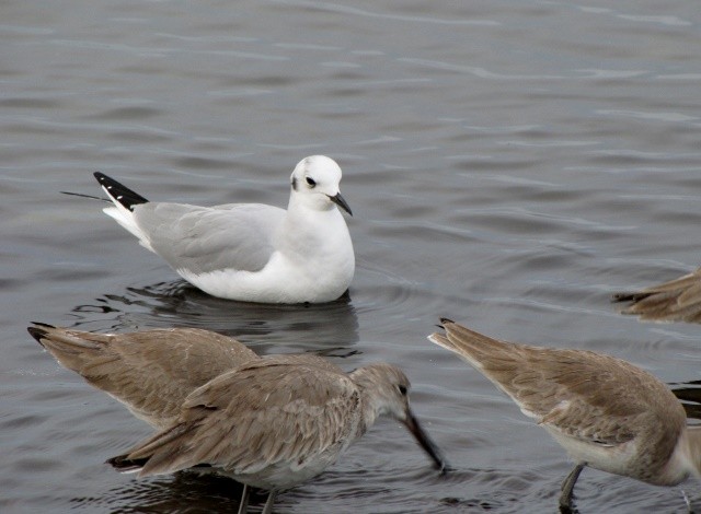 Bonaparte's Gull - ML23173991