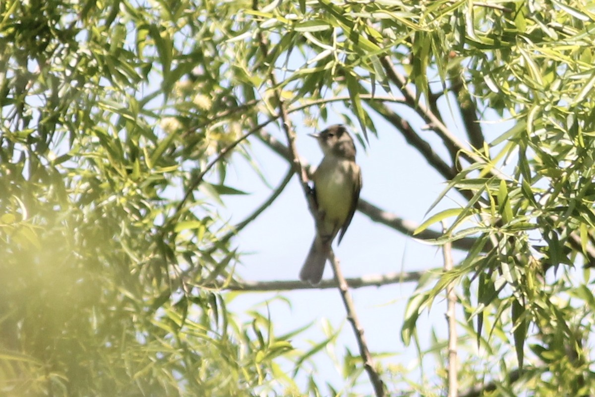 Willow Flycatcher - ML231743011