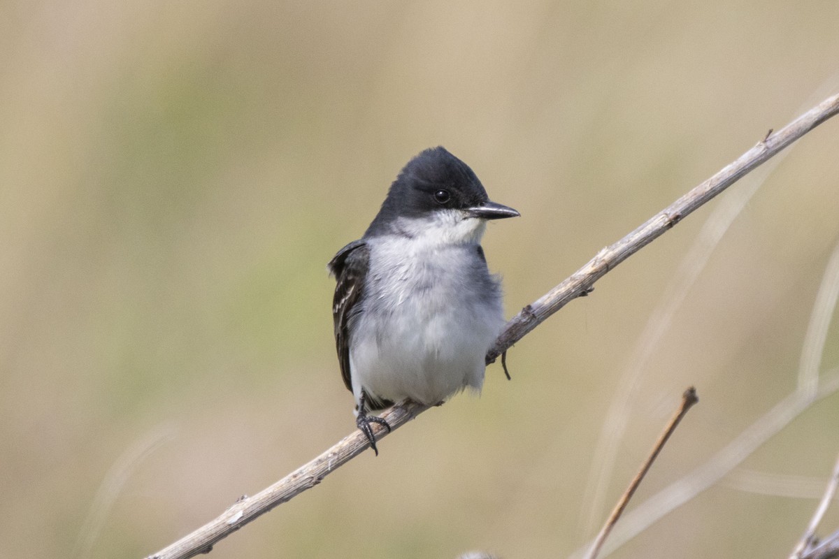 Eastern Kingbird - ML231744411