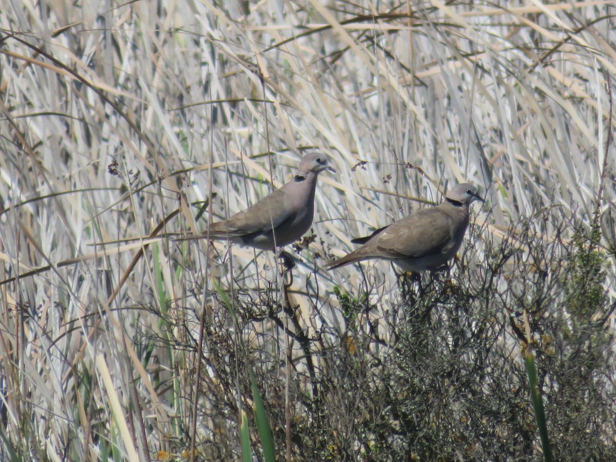 Ring-necked Dove - ML231745571