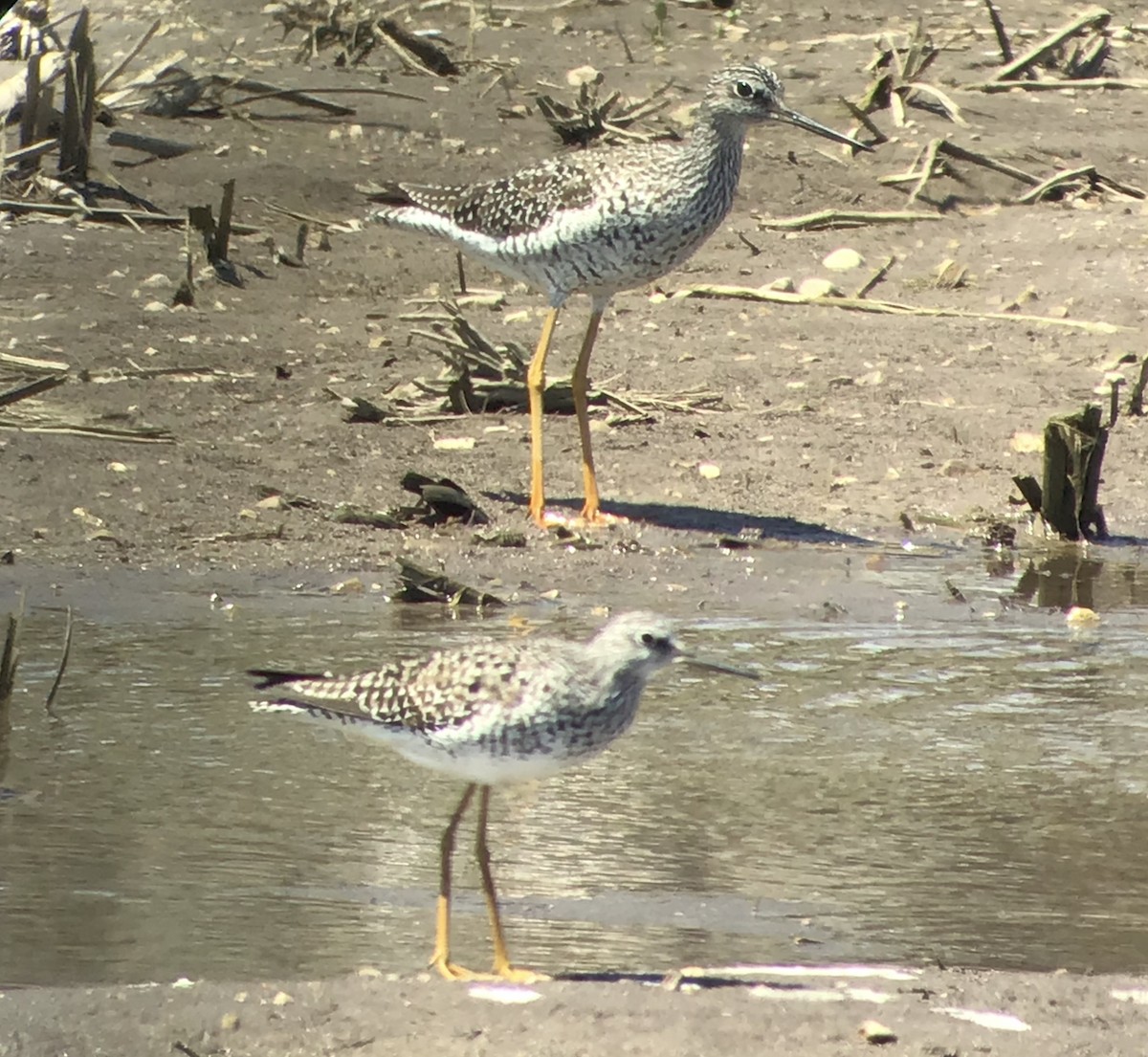 Lesser Yellowlegs - ML231745841