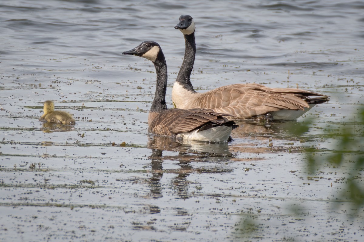 Canada Goose - Rick Wilhoit