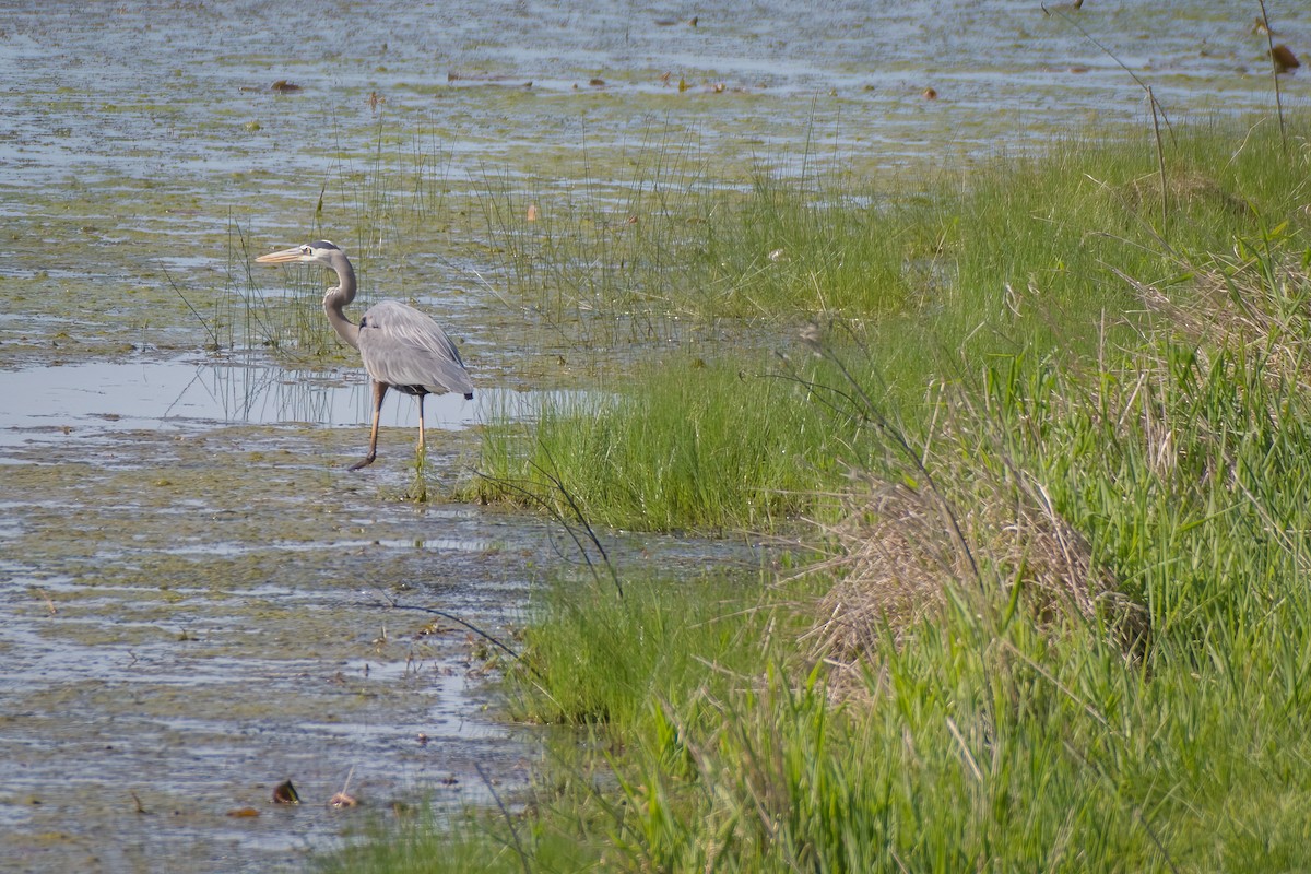 Great Blue Heron - ML231746261