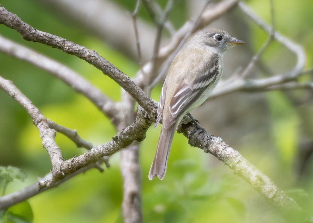 Least Flycatcher - ML231746341