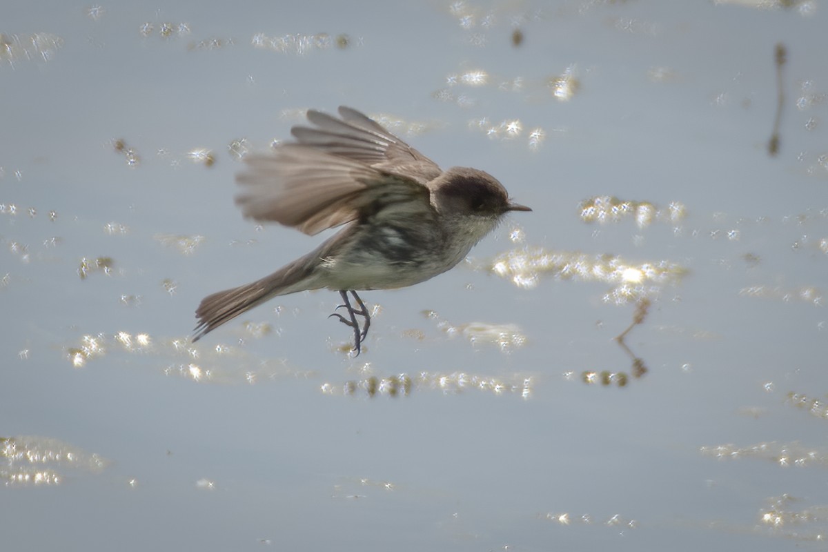 Eastern Phoebe - Rick Wilhoit