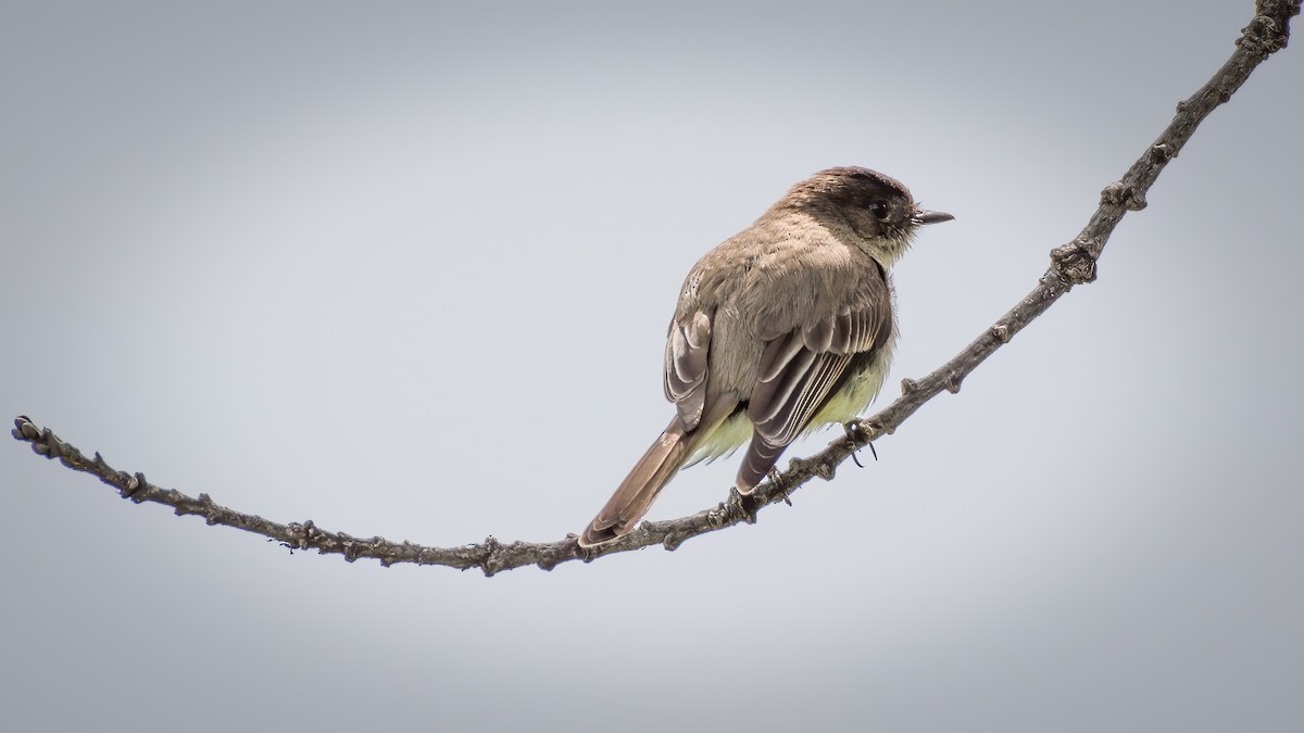 Eastern Phoebe - ML231746441