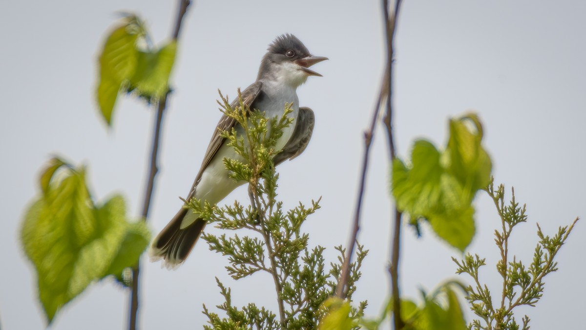 Eastern Kingbird - Rick Wilhoit