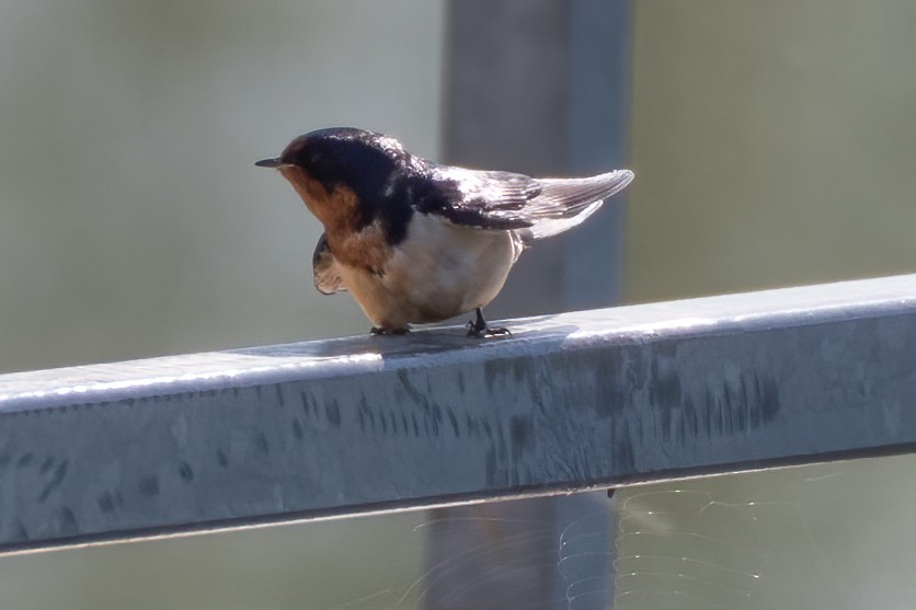 Barn Swallow - ML231746651