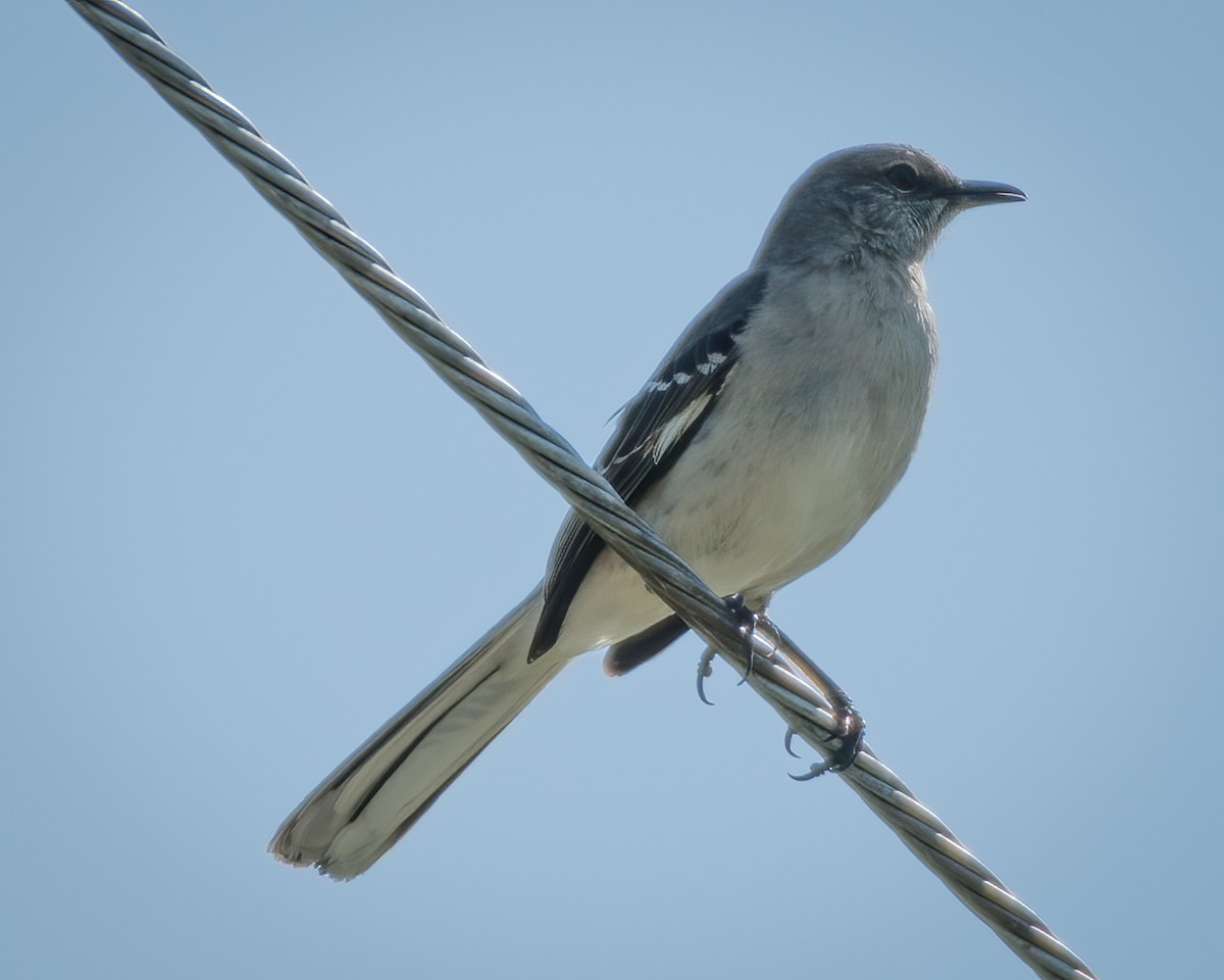 Northern Mockingbird - ML231747011