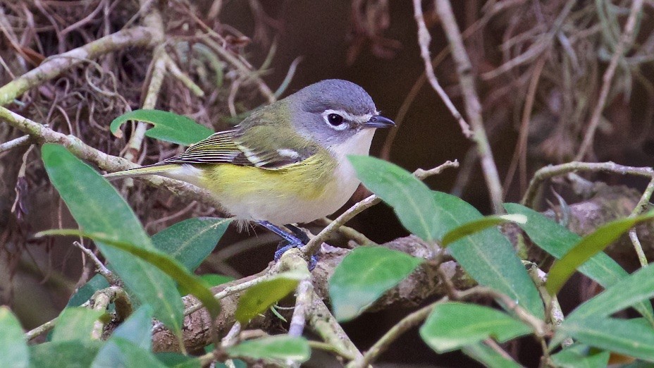 Blue-headed Vireo - ML23174721