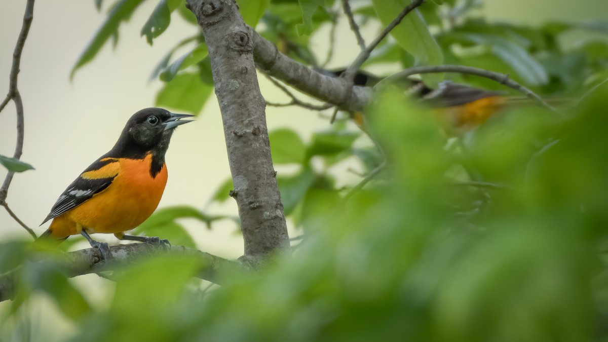 Baltimore Oriole - Rick Wilhoit