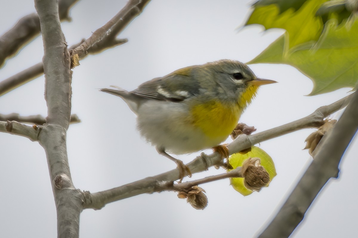 Northern Parula - Rick Wilhoit