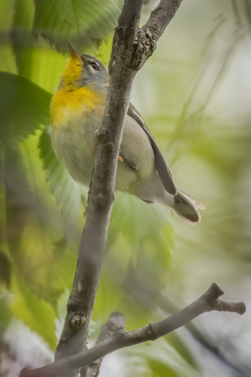 Northern Parula - ML231747461