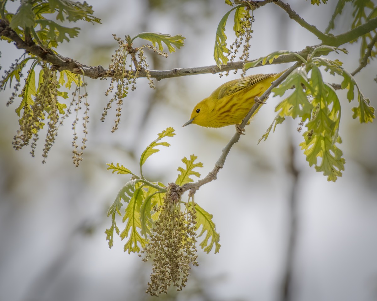 Yellow Warbler - ML231747561