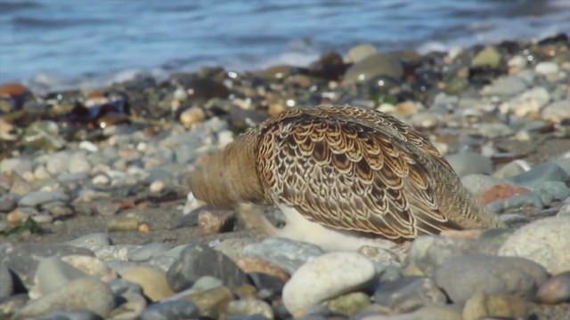 White-bellied Seedsnipe - ML231747951