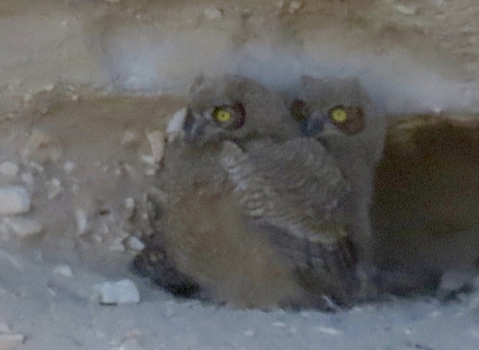 Great Horned Owl - ML231748761