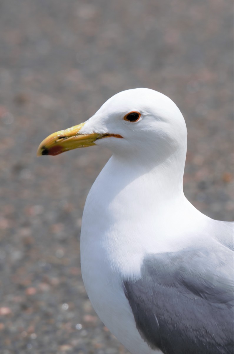 California Gull - ML231750091