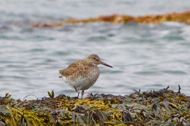 Willet - ML231751111