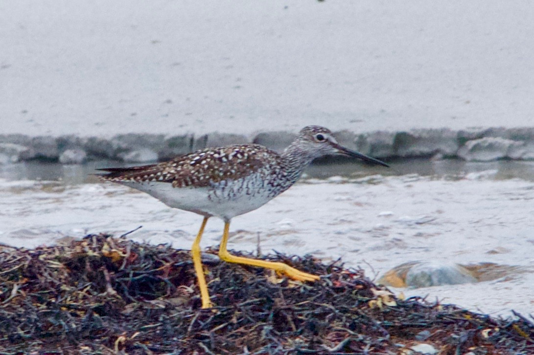 Greater Yellowlegs - ML231751251