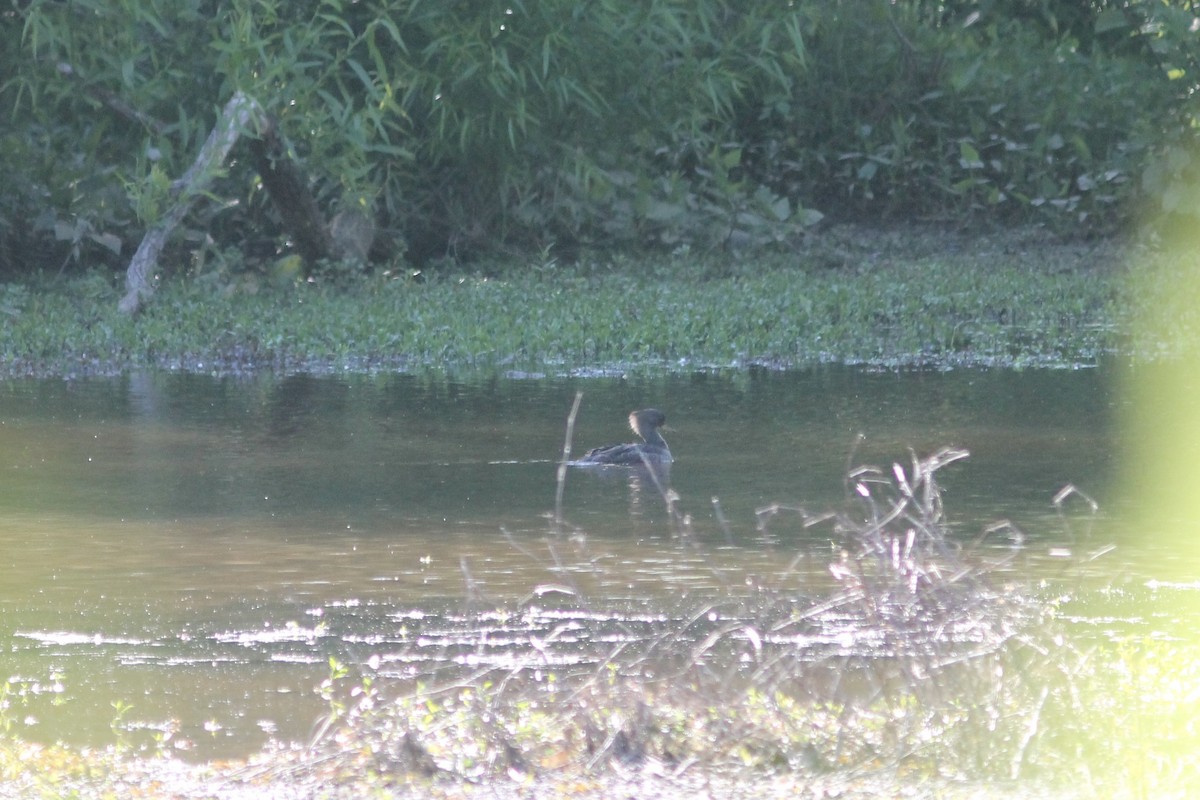Hooded Merganser - ML231754121