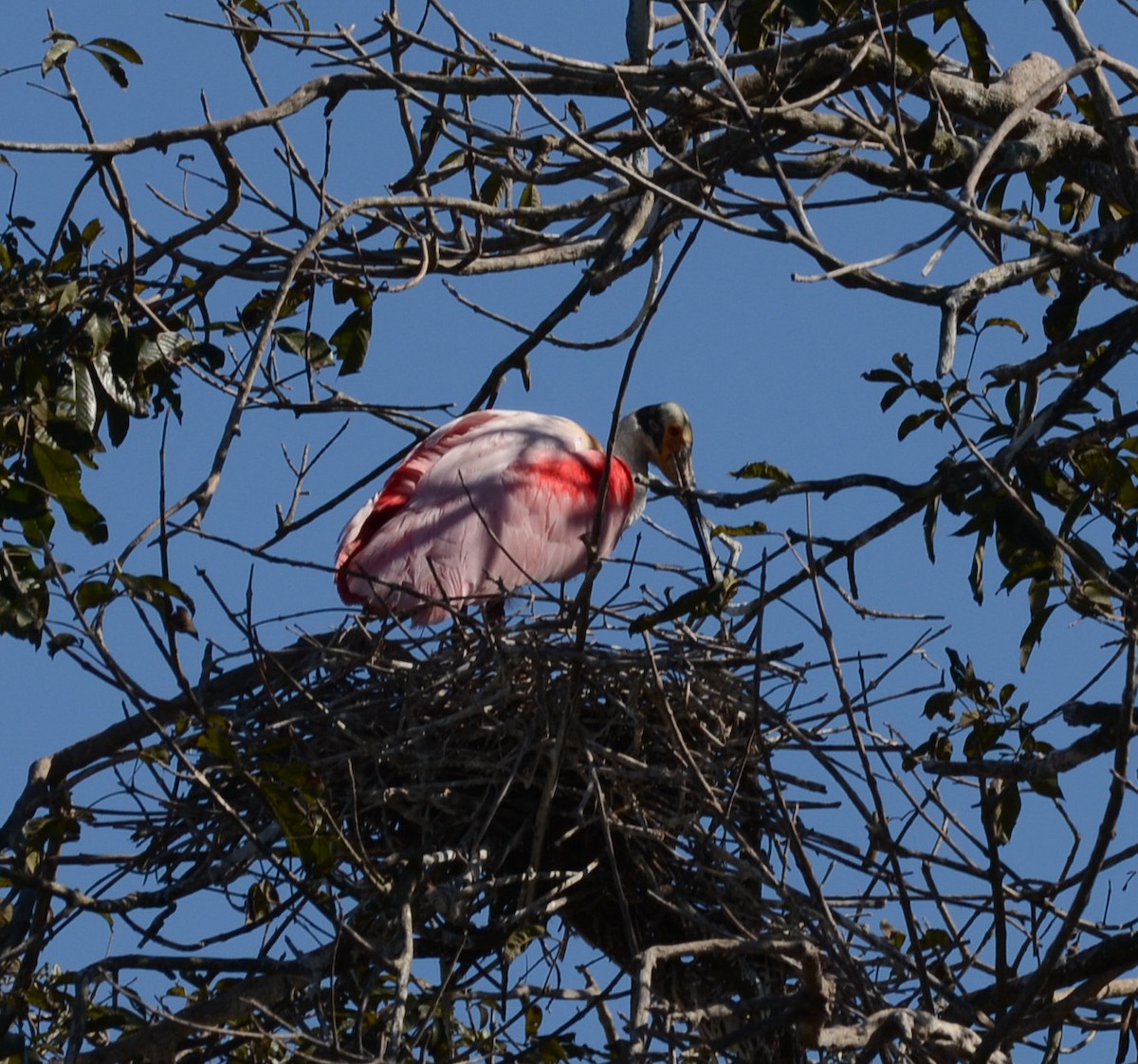 Roseate Spoonbill - Eugenia Boggiano