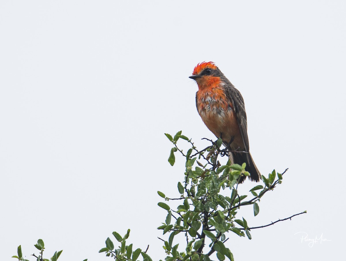 Vermilion Flycatcher - ML231755531