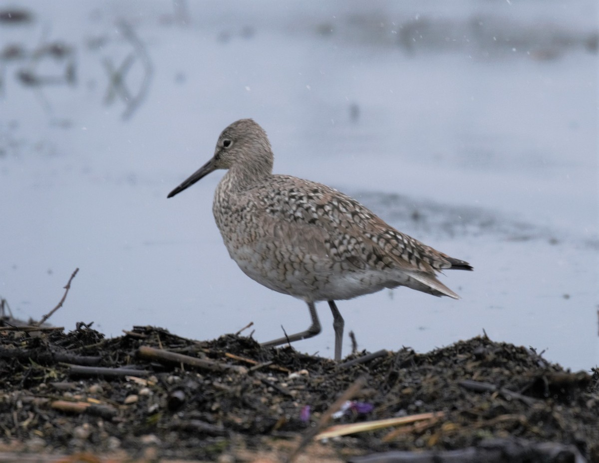 willetsnipe (inornata) - ML231755861