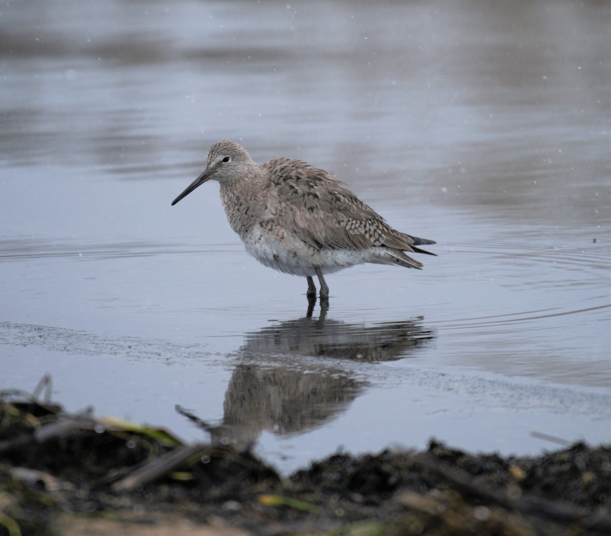 willetsnipe (inornata) - ML231756061