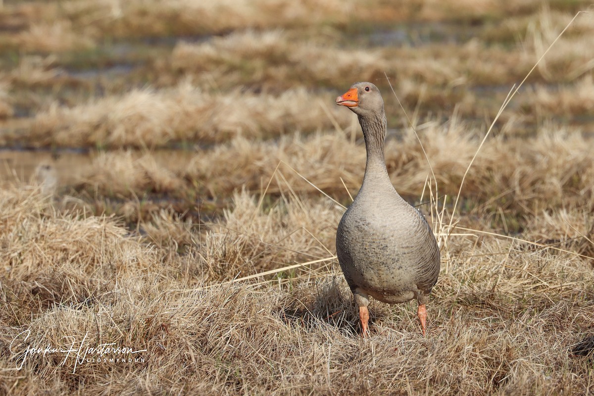 Graylag Goose (European) - ML231756921