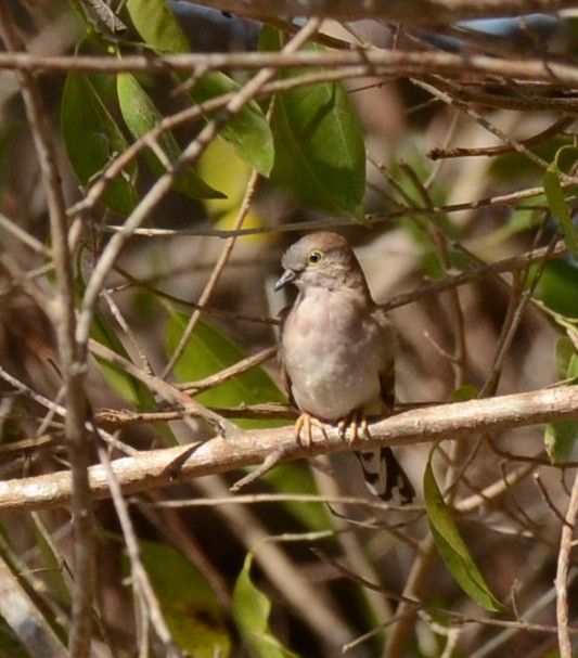 Long-tailed Ground Dove - ML231757581