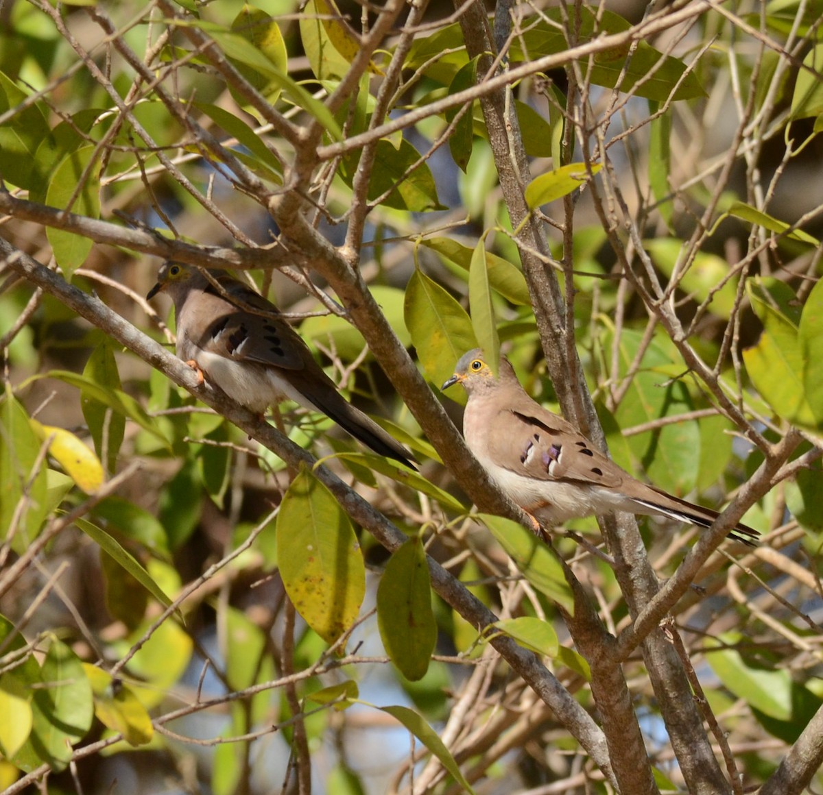 Long-tailed Ground Dove - ML231757601