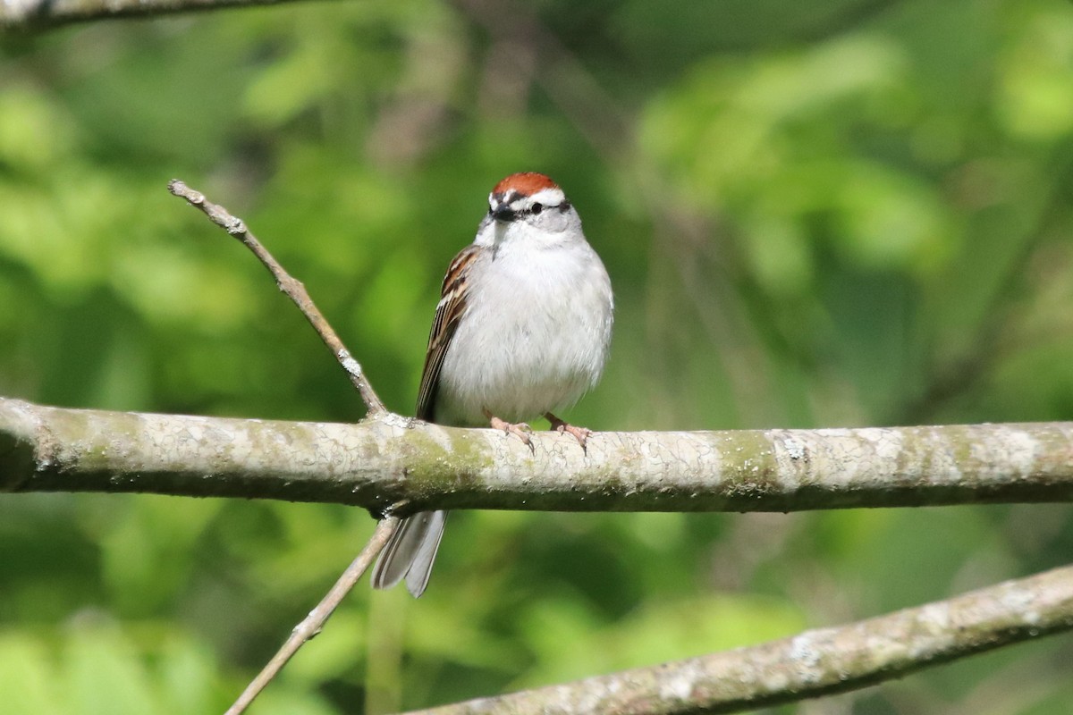 Chipping Sparrow - ML231757911