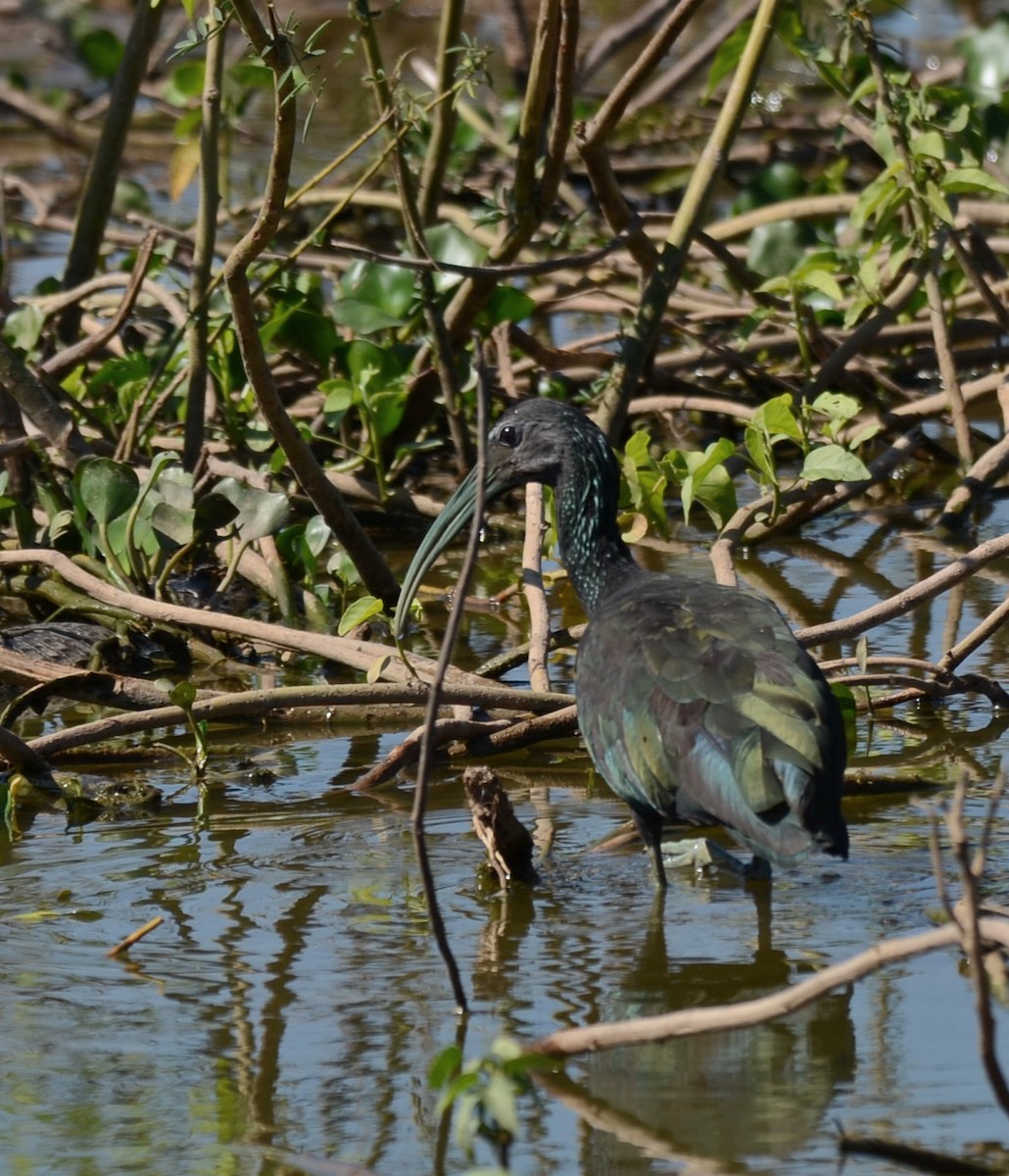 ibis zelený - ML231759181
