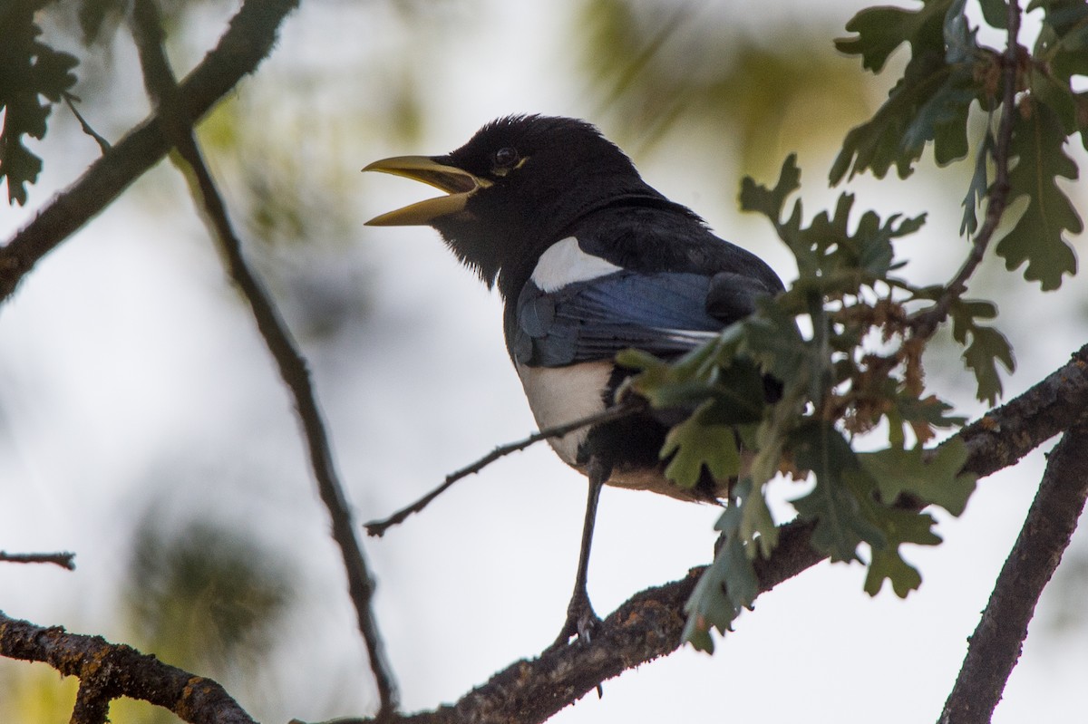 Yellow-billed Magpie - ML23176011