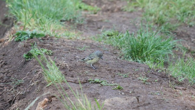 Vireo de Cassin - ML231760791