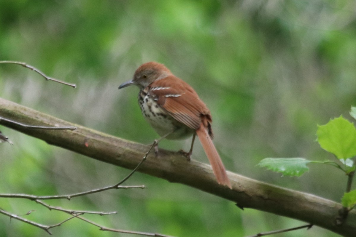 Brown Thrasher - ML231761091