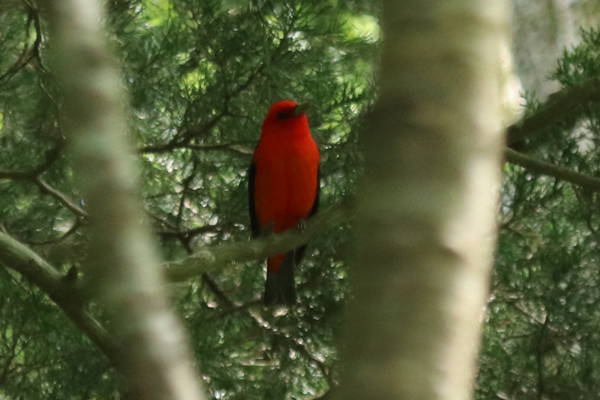 Scarlet Tanager - ML231761411