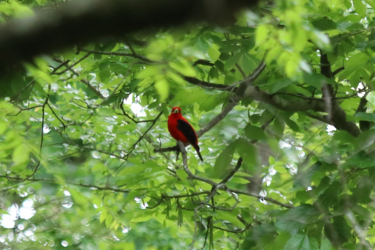 Scarlet Tanager - ML231761421